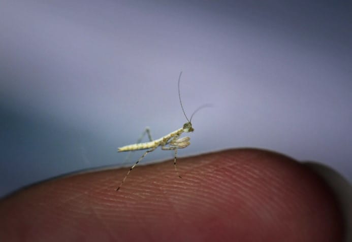 Bolbe Pygmea Mantis – Another Smallest Insect on the Earth