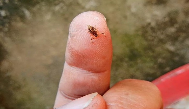 Microtityus Minimus Scorpion – World’s Smallest Scorpion